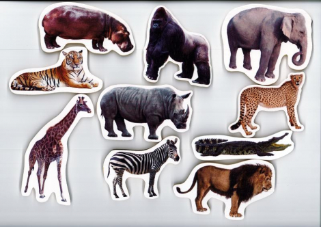 MAGNETS Animais Selvagens