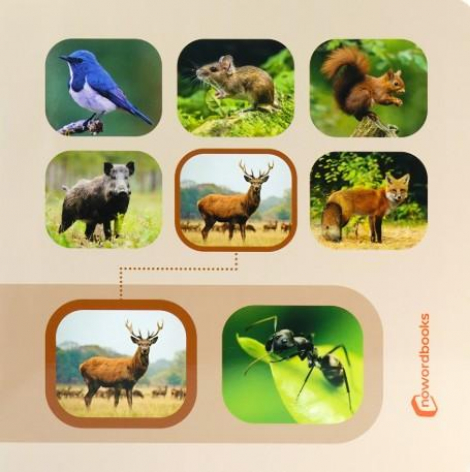 Animais da Floresta: pesquise e encontre